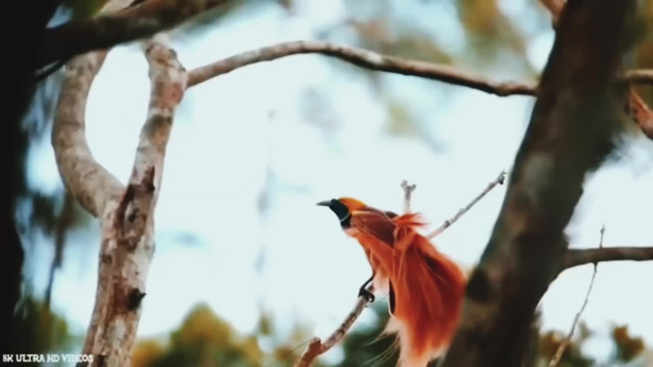 Most beautiful birds with long tail.