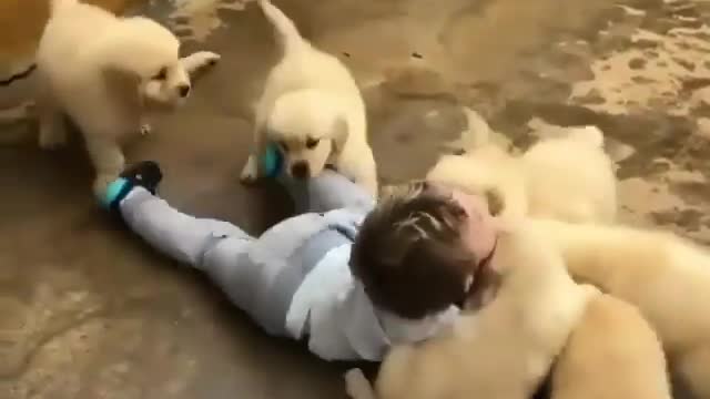 Half Dozen of Little Golden Retriever loving to play with a toddler