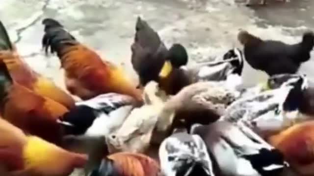 Funny dogs vs chicken compilation 2022