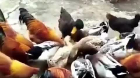 Funny dogs vs chicken compilation 2022