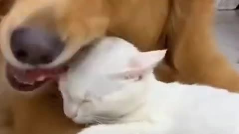 Cat and dog friendship