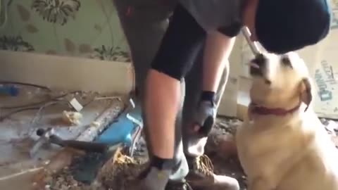 Builder makes friends with client's dog