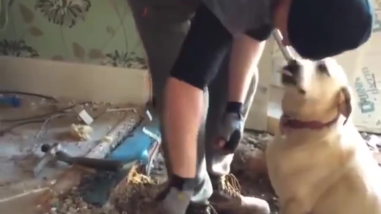 Builder makes friends with client's dog