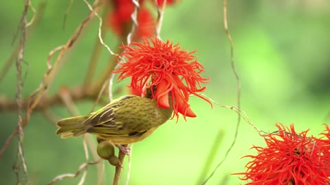 !Bird! Bird Video!Animal Video