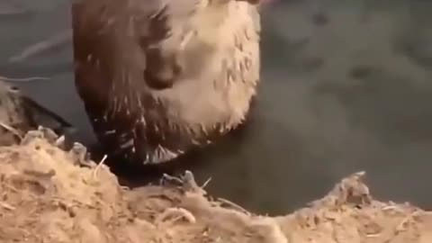 I Need More Shampoo, Rat Bathing With Shampoo #shorts #viral #shortsvideo #video