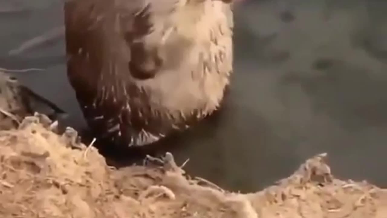 I Need More Shampoo, Rat Bathing With Shampoo #shorts #viral #shortsvideo #video