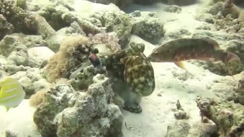 The Eagle Dies While Hunting The Octopus In The Ocean
