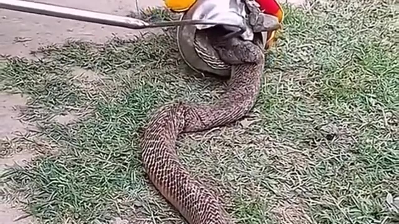 People helped the snake because of this