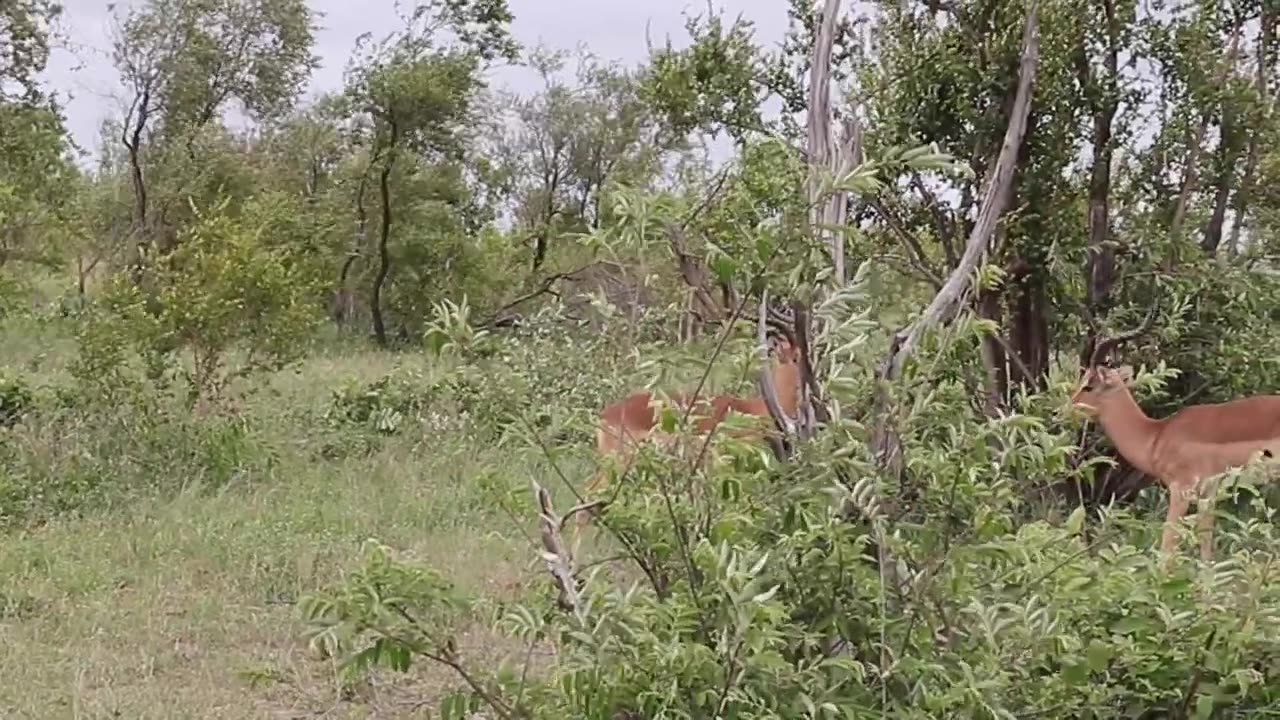 Impala rams fighting