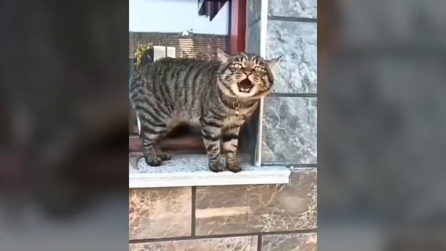 Cats actually talking like humans!!!