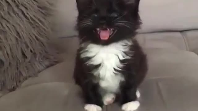 Little kitten is born head of the small lion pride.