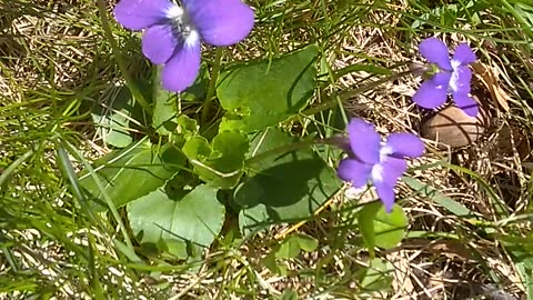 Violets
