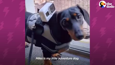 Dachshund's Family Builds Him A People-Watching Ramp | The Dodo Little But Fierce