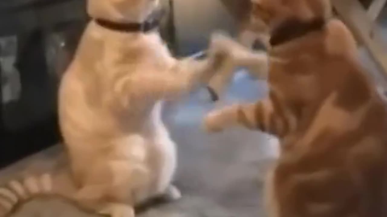 Viral cats and dogs funny video