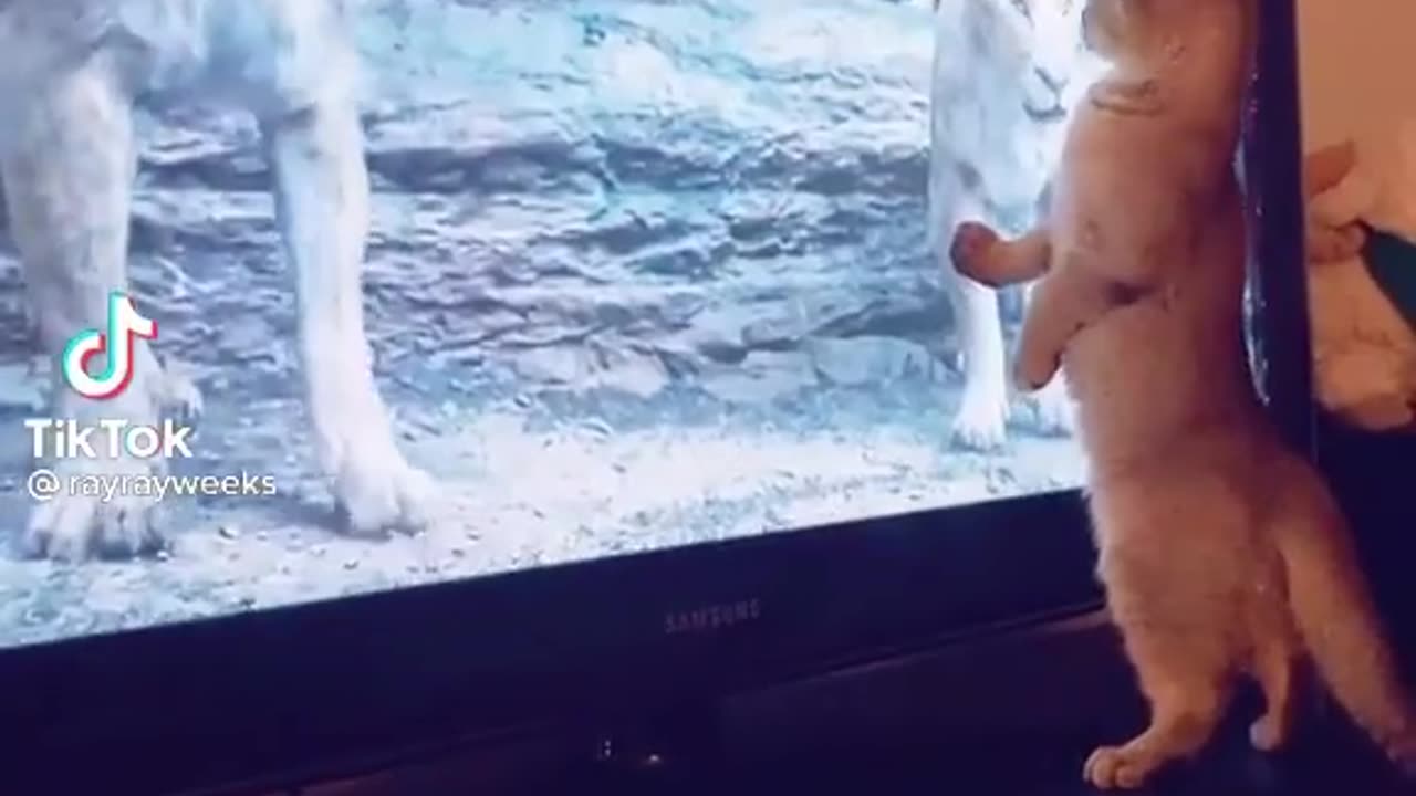 OMG...That Catš¤