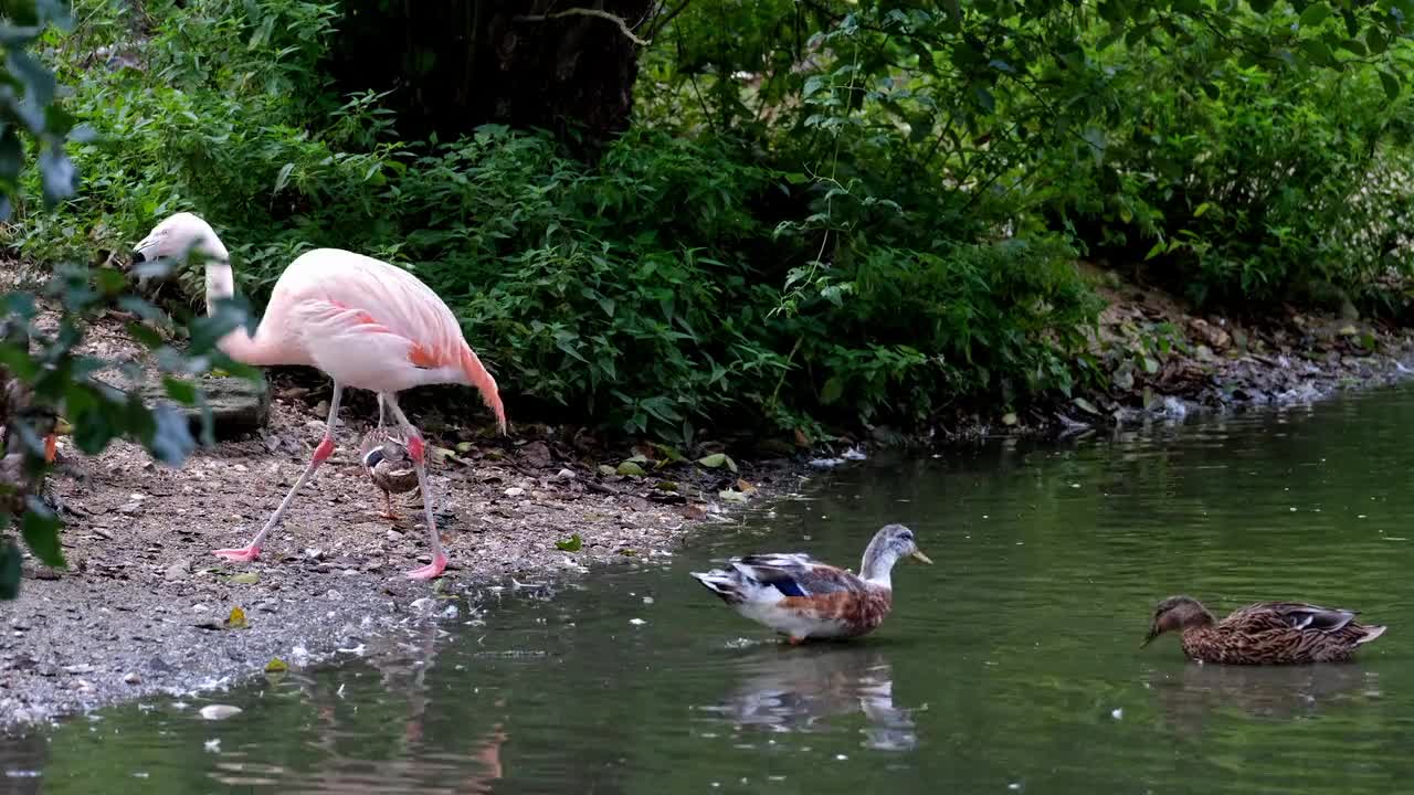 happy flamingos