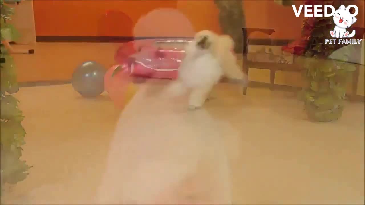 CUTEST TRAINED DOG VIDEO EVER!!