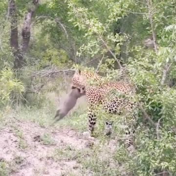 Lion eating innocent pig baby 😭🥺