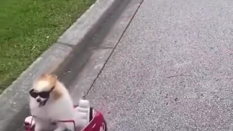 funny dog wrong drive