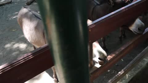 KELEDAI LUCU SEDANG MINTA MAKAN KE PENGUNJUNG