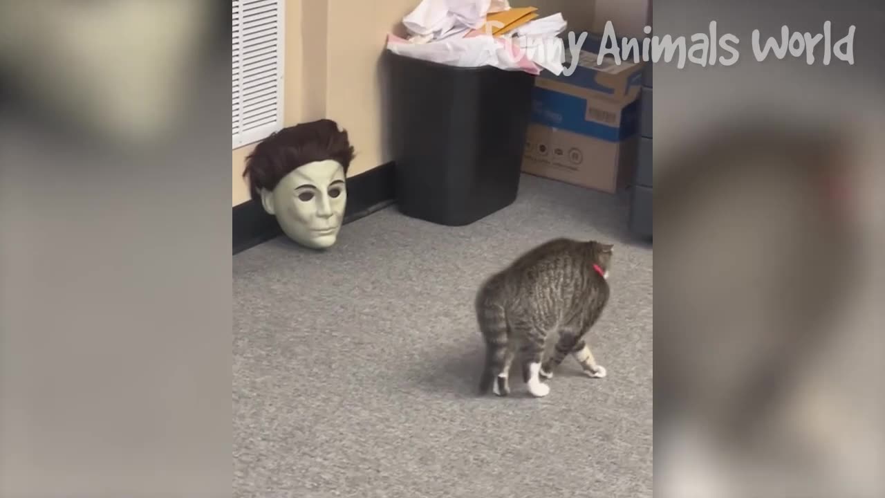 funniest dog and cat vedios #dog #cat #funny #respect #comedy