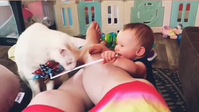 Cat and dog with babies playing video