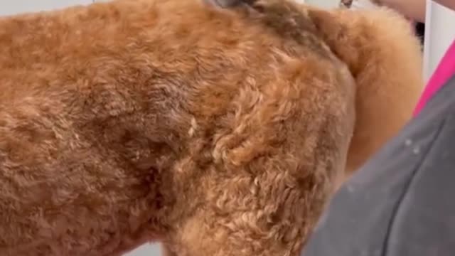 Give your dog a shave, it will look even more beautiful