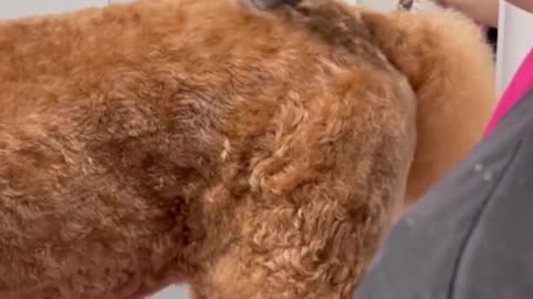 Give your dog a shave, it will look even more beautiful