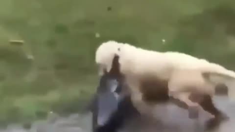 This is a beautiful and charming water-dwelling species