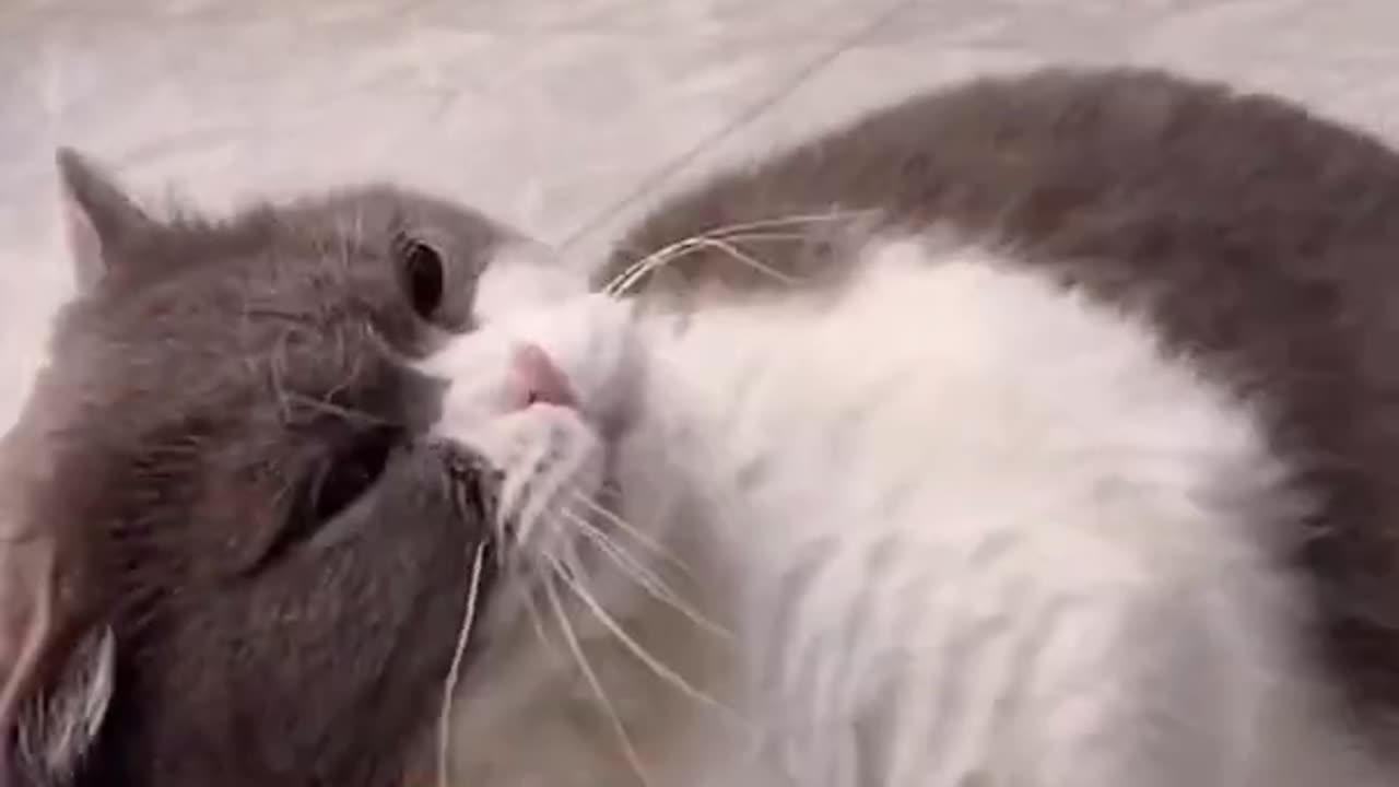 Cat crying short video