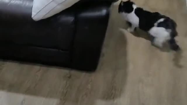 Best of Pangpang the Pug Compilation