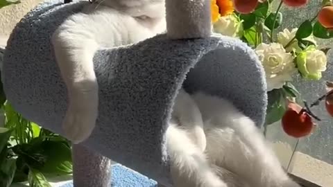 LOL! Super funny cat#cat videos#funny#trending