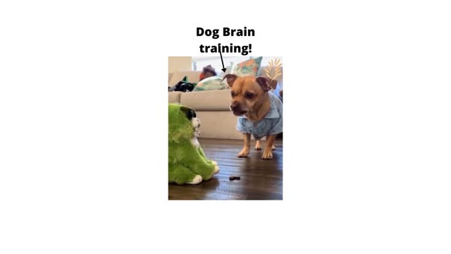 how to train your dog brain