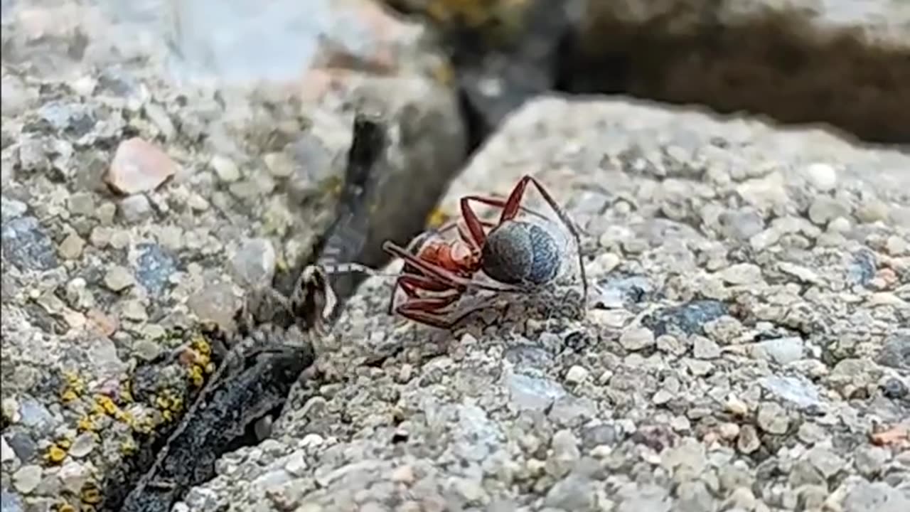 Ant vs Spider