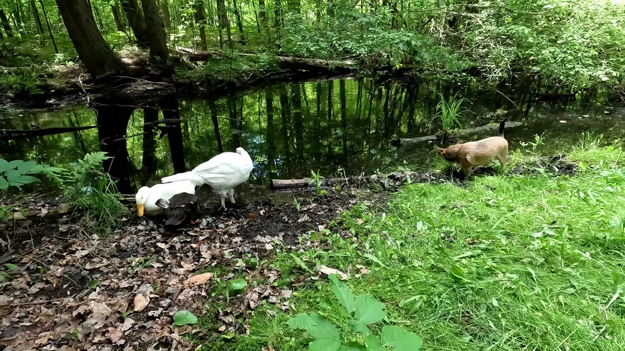 dogs start digging in the pet cemetery