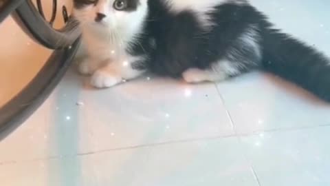 cat pet