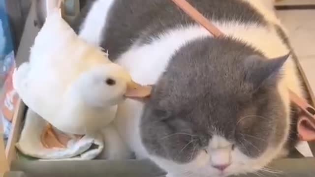 Ducklings are in their own way trying to be friendly with cats