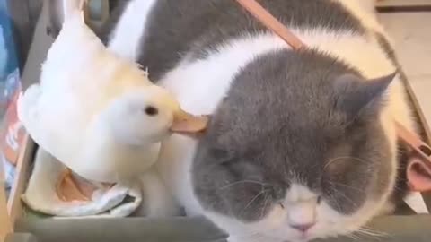 Ducklings are in their own way trying to be friendly with cats