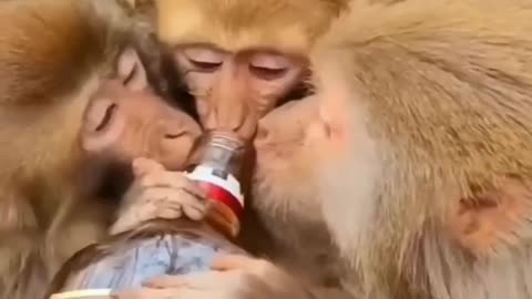 Bad monkey's reaction to drinking alcohol🤣