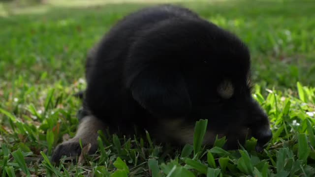 cute Puppy sleep