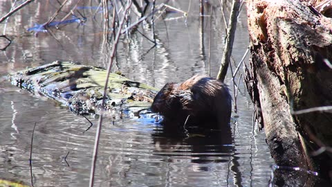 Muskrat's Busy Day: Gathering River Grasses & Snacking on a Log | Nature Up Close