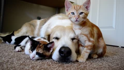 CUTENESS OVERLOAD!! A dog sleeping with his KITTENS 10NA iOuO.