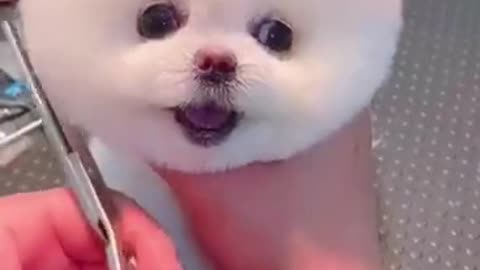 Dog hairdressing