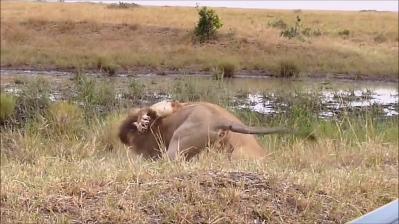 MALE LIONS🦁🦁 FIGHTING