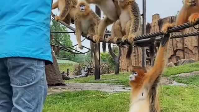monkey