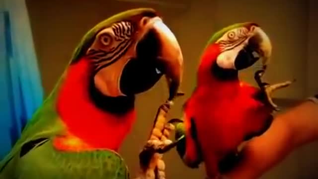 funny bird parrot You will never stop laughing 2021