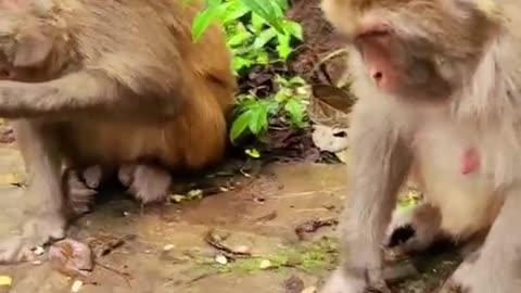 Monkey slap on little 🐒 monkey funny viral video