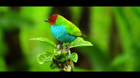 Chirping Birds That Have Beautiful Paras And Melodious Voices. Most Popular!