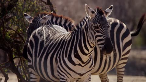 Zebras in the desert