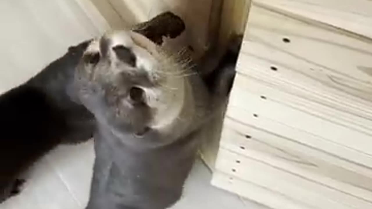 The otter begging is adorable.